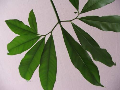Листик Philodendron goeldii