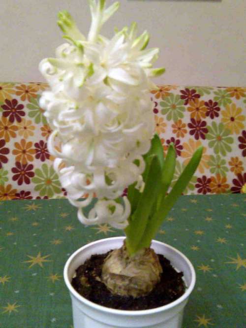 Hyacinthus(Иносанс)