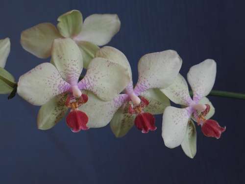 phal. hybr "Orchid World"  с нежным з