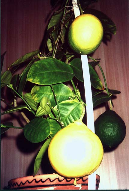 Юбилейный лимон