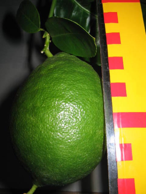 Плод Юбилейного лимона