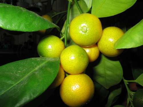 Каламондин