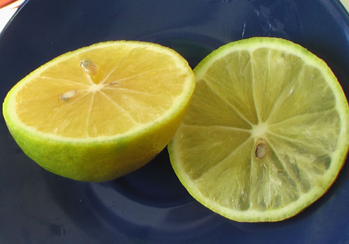 Плоды лимона Мейера