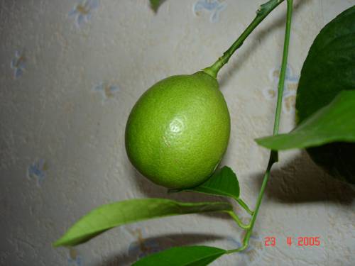 Лимон Мейера. Ветка с плодом_2. Апрель 2005