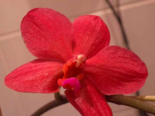  Phalaenopsis sp.
