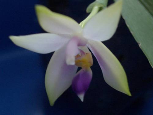 Phalaenopsis Violacea var Coerulea