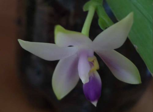 Phalaenopsis Violacea var Coerulea