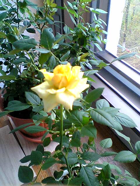роза жёлтая
