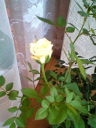 белая роза бутон