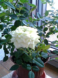 белая роза1