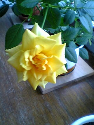 цветок жёлтой розы