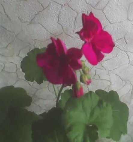 цветок герани