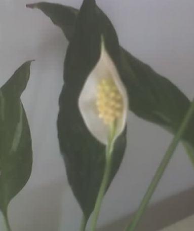 цветок спатифиллума