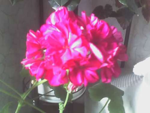 цветок герани