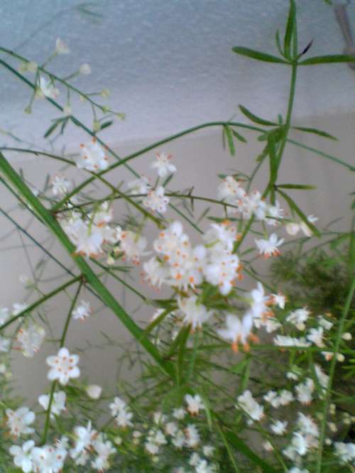 цветет Аспарагус Шпренгера 2