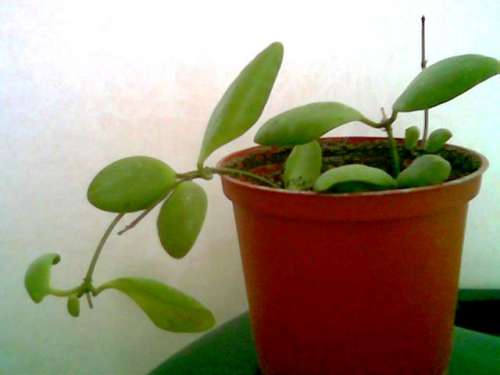 Hoya incurvula