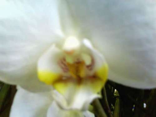 орхидея1