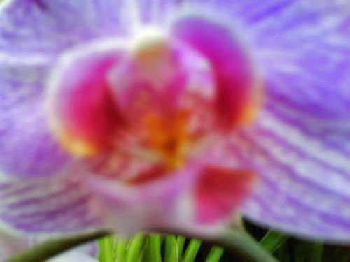 орхидея3