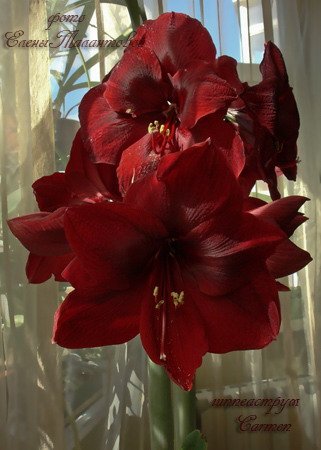 hippeastrum Carmen