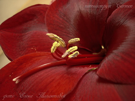 hippeastrum Carmen