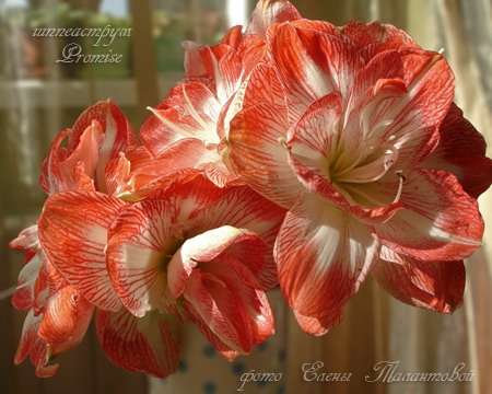 hippeastrum Promise