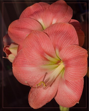 hippeastrum Susan