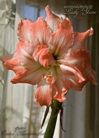 hippeastrum Lady Jane