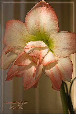 hippeastrum Zombie