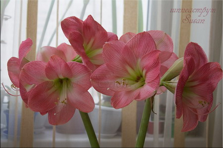 hippeastrum Susan