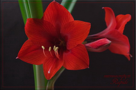 hippeastrum Rapido