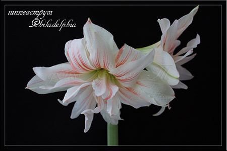 hippeastrum Philadelphia