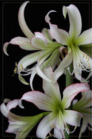 hippeastrum Emerald