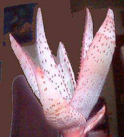 Aloe conifera