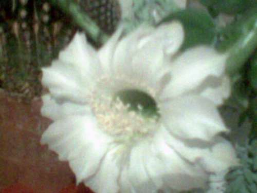 Эхинопсис в цвету