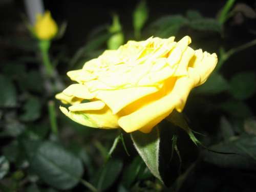Моя желтая роза