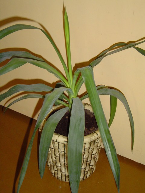 Yucca