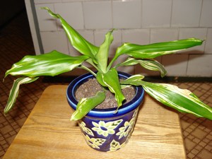 Dracena