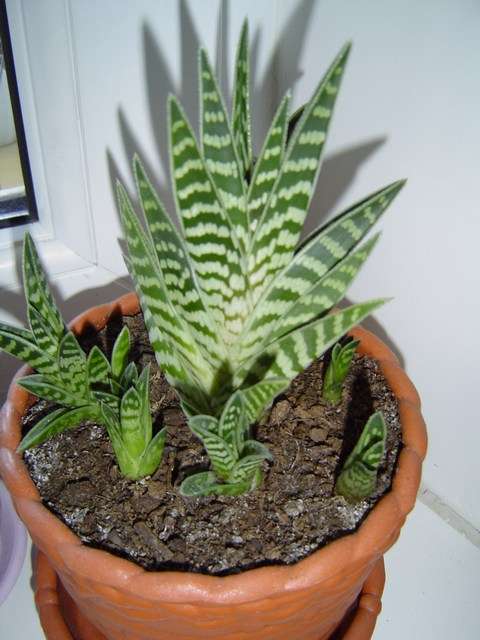 Aloe_variegata