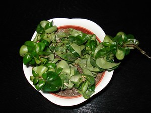 Hoya compacta