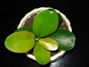 Hoya australis