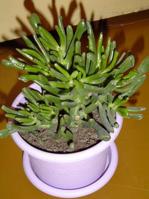 Crassula gollum