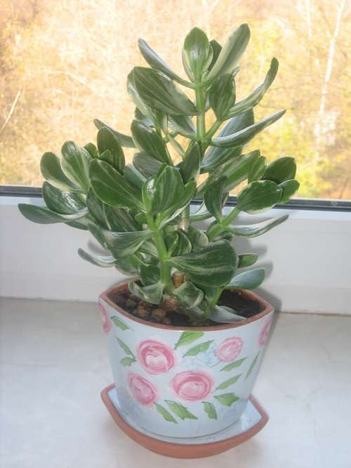 Crassula Ovata cv Solana