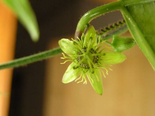 пассифлора субероза, passiflora suberosa