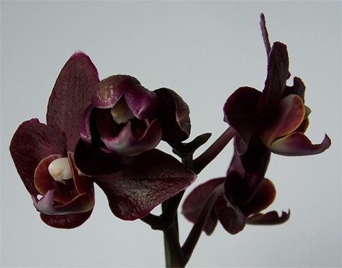 Doritaenopsis I-Hsin Black Jack