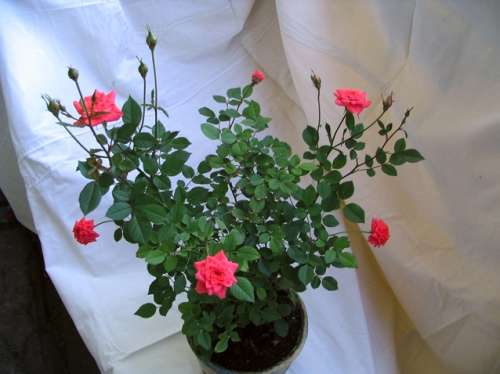 роза миниатюрная