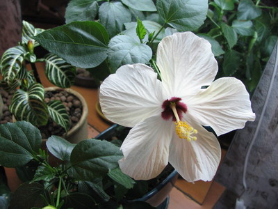 Гибискус белый цветет