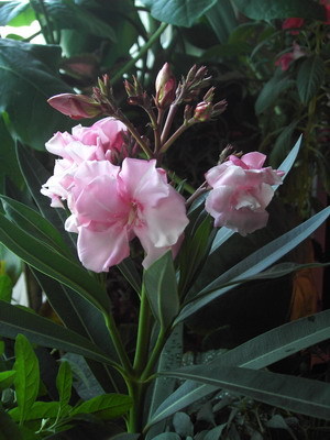 Олеандр nana. Олеандр спб. Олеандр крымский. Олеандр и кротон. Олеандр.