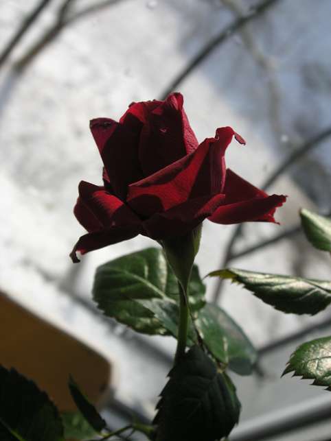 Розы. Февраль'06