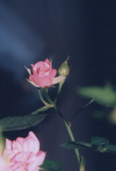 Моя первая роза. Июль''05