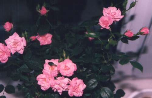 Моя первая роза. Июль''05